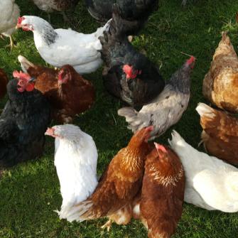 KiMi Kisállateledel és Takarmánybolt