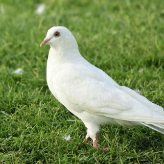 KiMi Kisállateledel és Takarmánybolt
